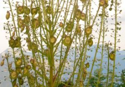 2013-08-18_Regina-F-Rau_Schachen_Blumen  (059).JPG